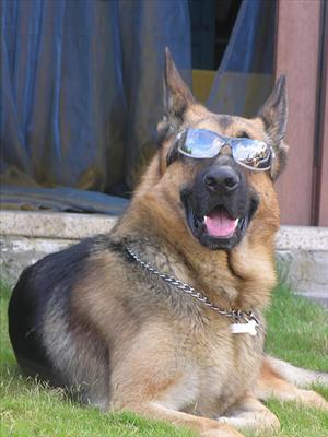 funny dog