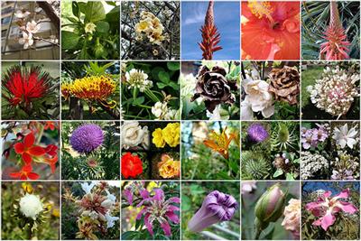flowers