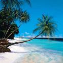 Palm Paradise 