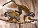 Monkeys