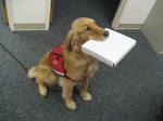 Service dog