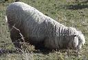 a well trained local sheep.. (come on boy`s)
