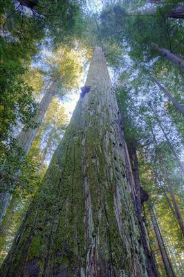 Plant a Tree