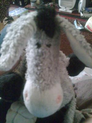 wonkey donkey 