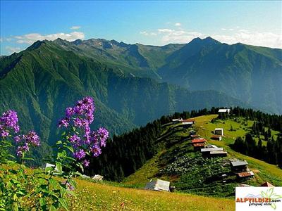rize 11