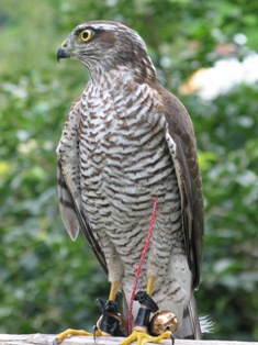 atmaca