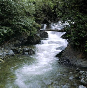 rize 1