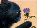 yellowfang