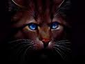 hawkfrost