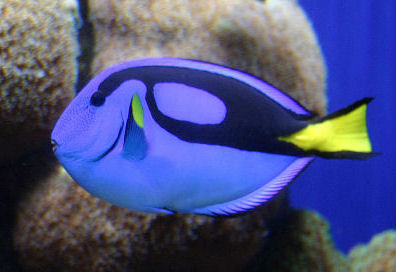 Blue Tang
