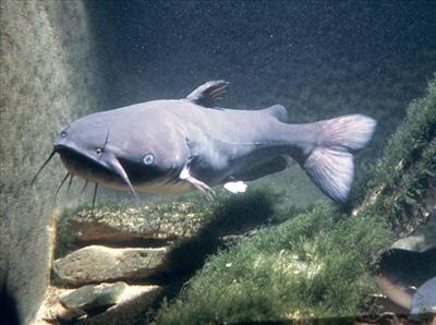 Catfish