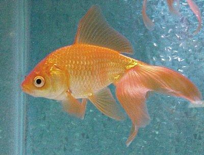 Goldfish