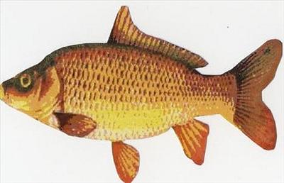 Carp