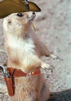 Cowboy Squirrel