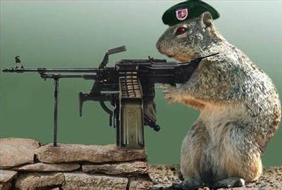 Turret Squirrel