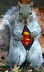 Super Squirrel