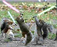 Jedi Squirrel