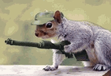 Infantry Squirrel