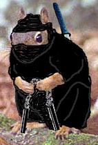 Ninja Squirrel