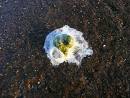 bird poo