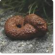 dog poo