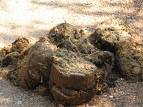 elephant poo