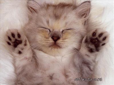 kedi