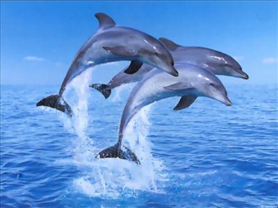 dolphins