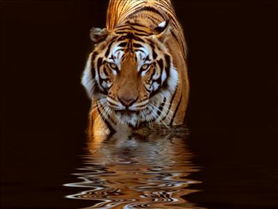 tigar