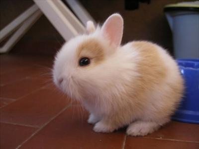 Bunny
