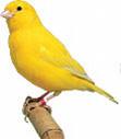 A Birdy