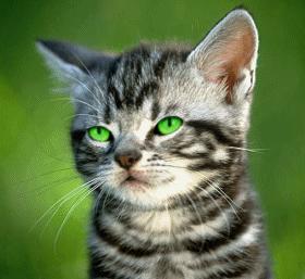 Kitty