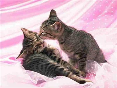 Cat bath