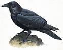 Raven