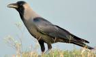 Crow