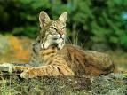 Lynx