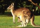 Kangaroo