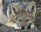 Jackal