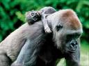 Gorilla