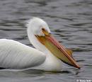 Pelican