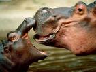 Hippopotamus