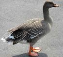 Goose
