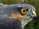 Sparrow hawk