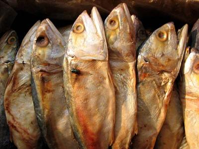 fish