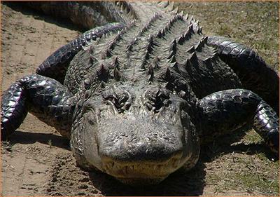 gator
