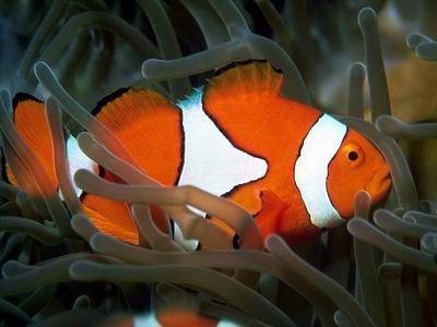 tropical fish