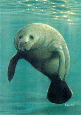 manatee