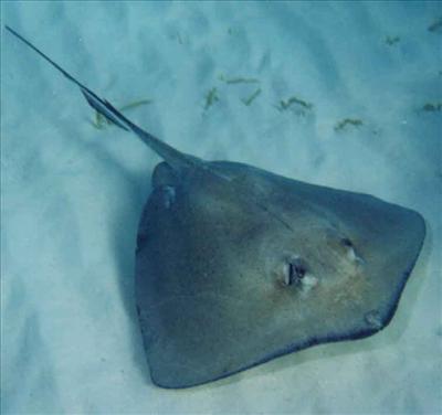 stingray