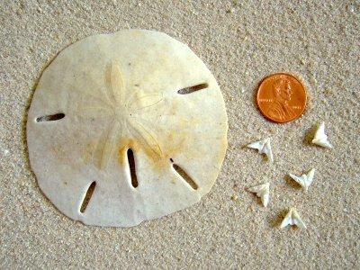 sand dollar