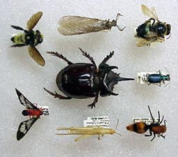 Bugs